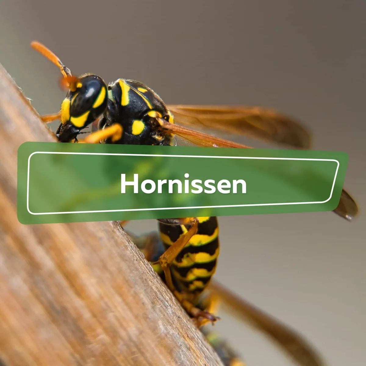 hornissen — DE news