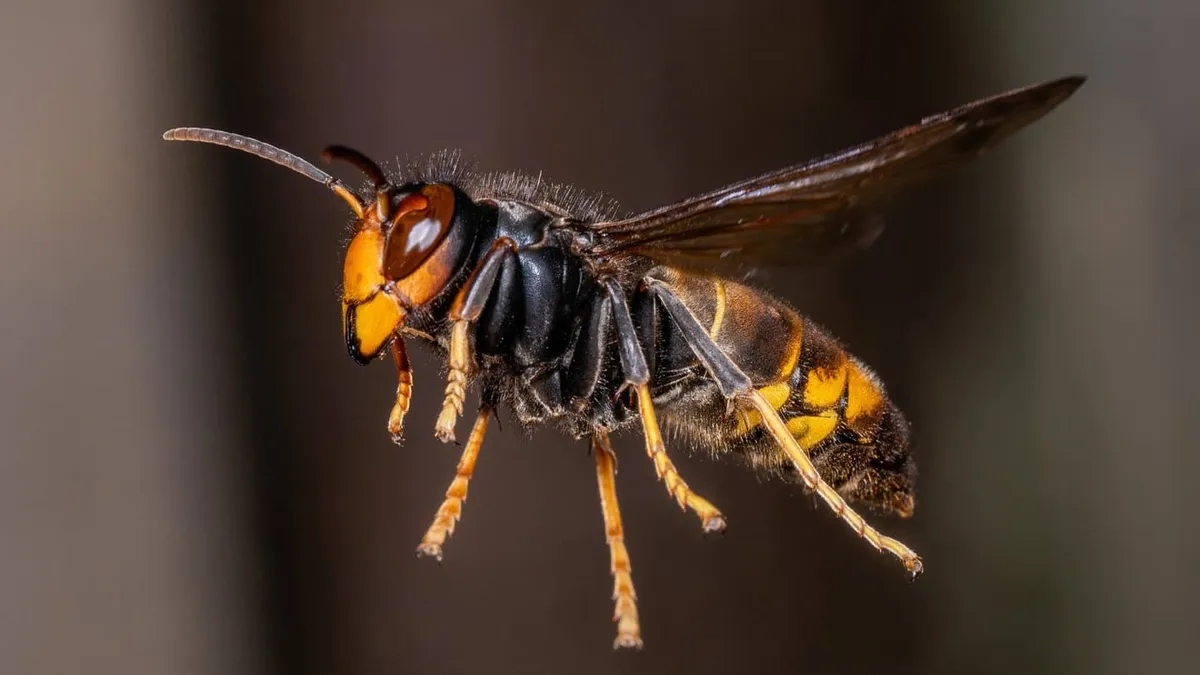 asiatische hornisse — DE news