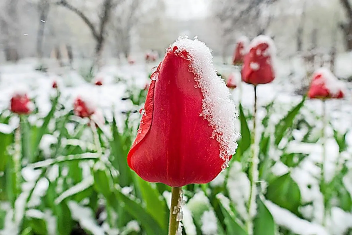 eisheiligen temperaturen — DE news