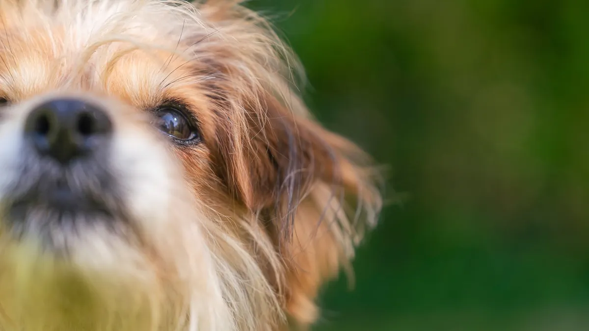 tiere suchen ein zuhause tiere suchen ein zuhause — DE news