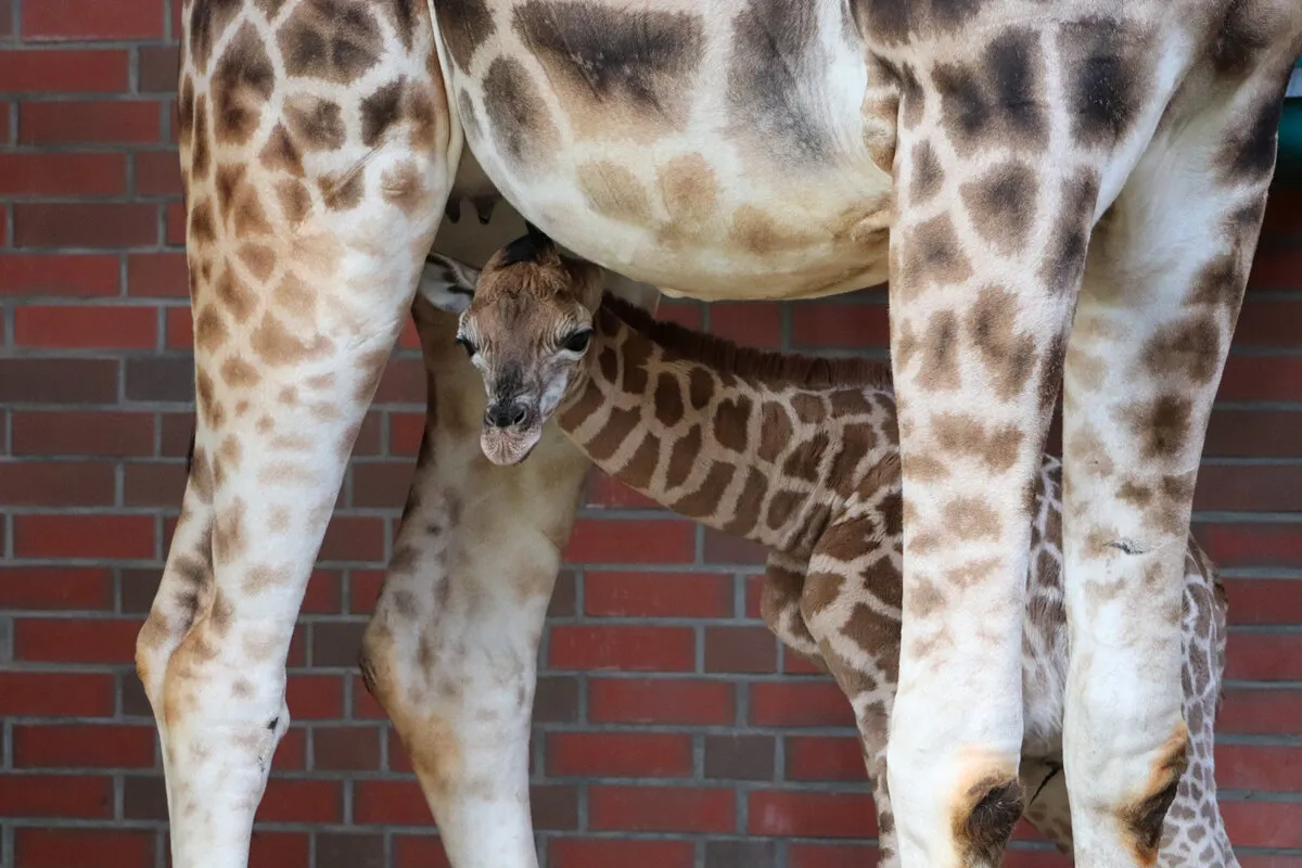 zoo berlin — DE news
